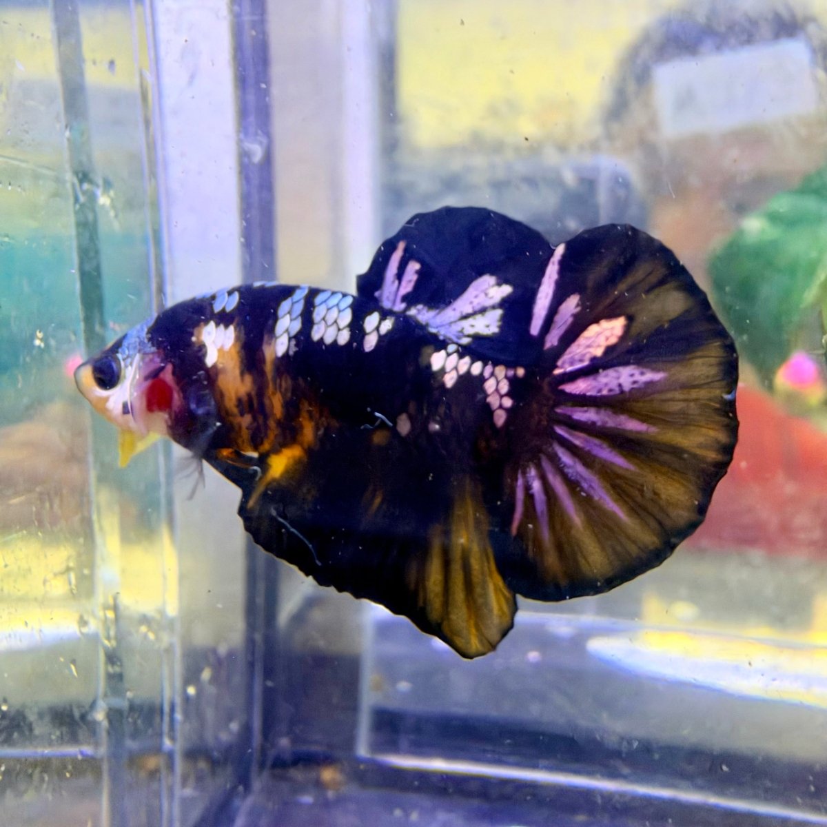 Plakat Bumble Bee Male Betta #Au73