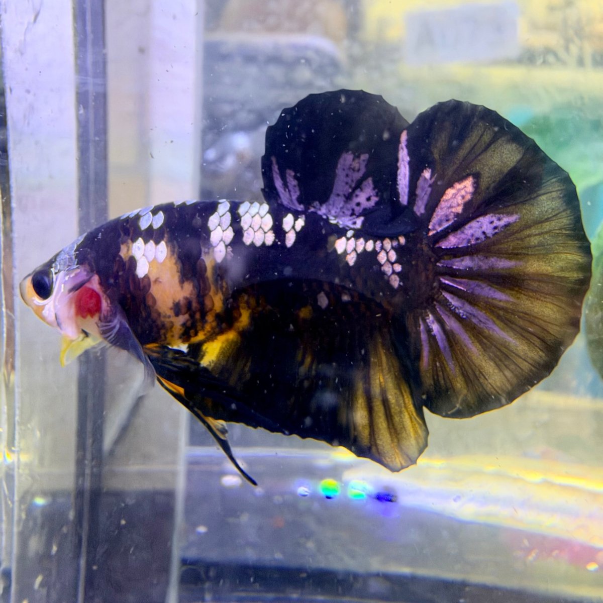 Plakat Bumble Bee Male Betta #Au73