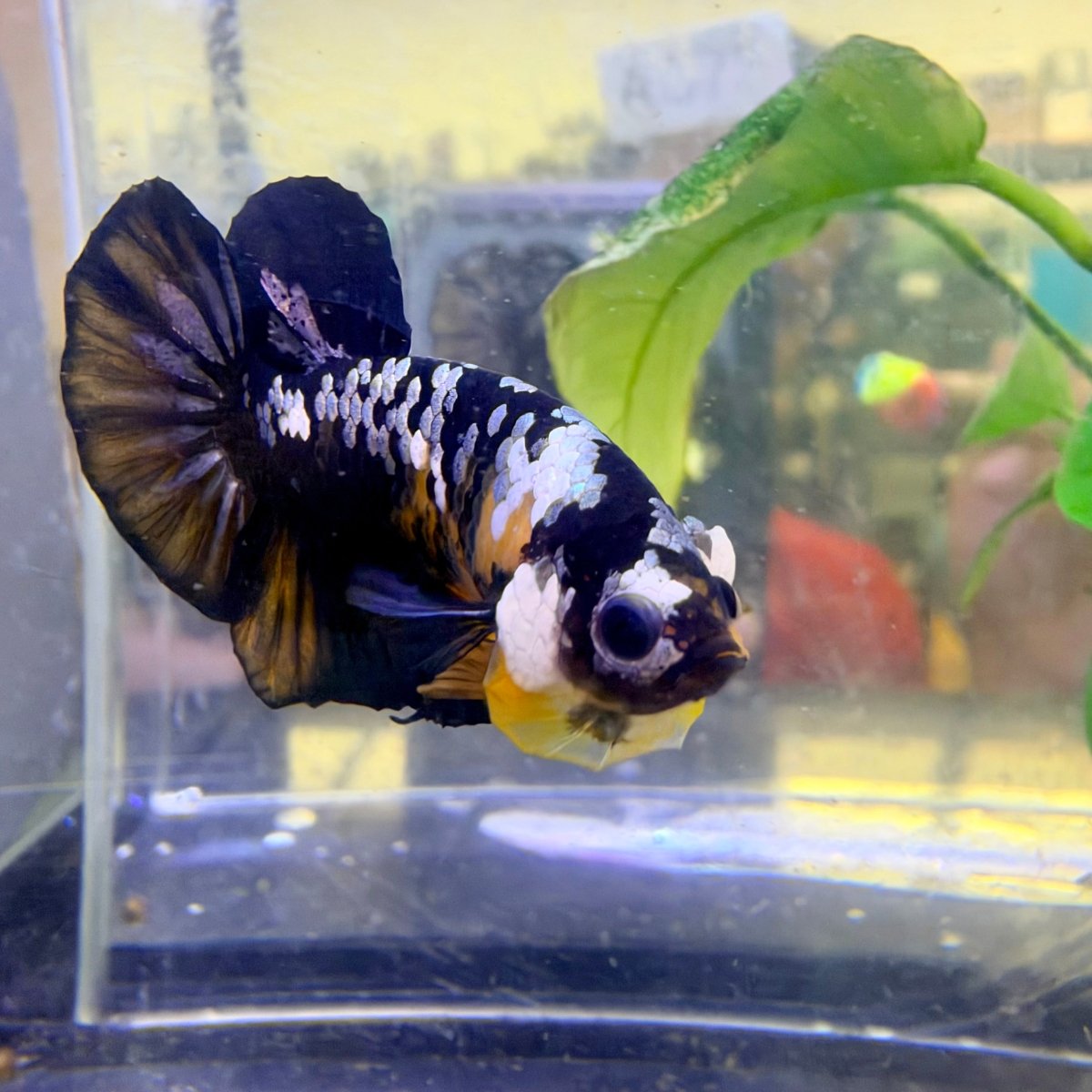 Plakat Bumble Bee Male Betta #Au73