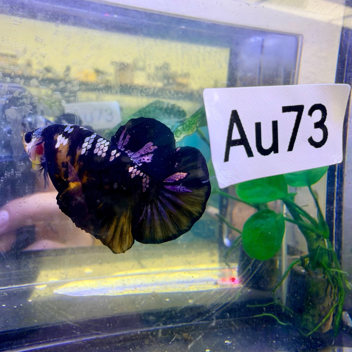 Plakat Bumble Bee Male Betta #Au73
