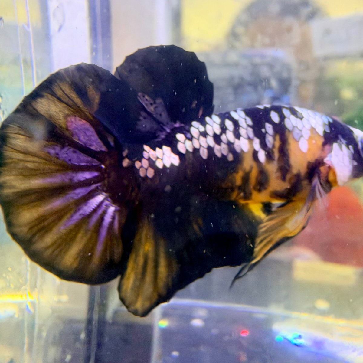 Plakat Bumble Bee Male Betta #Au73
