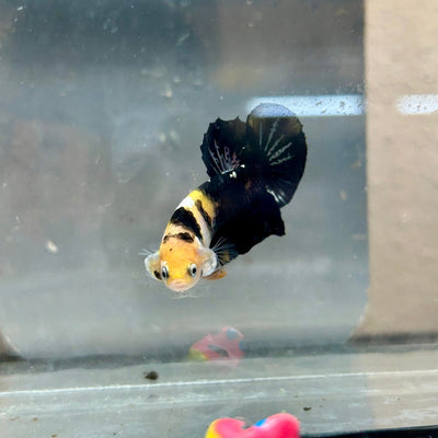 Plakat Bumble Bee Yellow Male Betta 018 Live Betta Fish Male betta