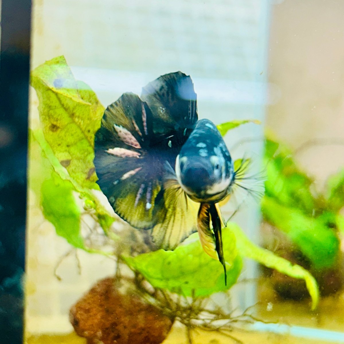Plakat Bumble Bee Yellow Male Betta 060 Live Betta Fish Male betta