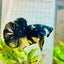 Plakat Bumble Bee Yellow Male Betta 060 Live Betta Fish Male betta