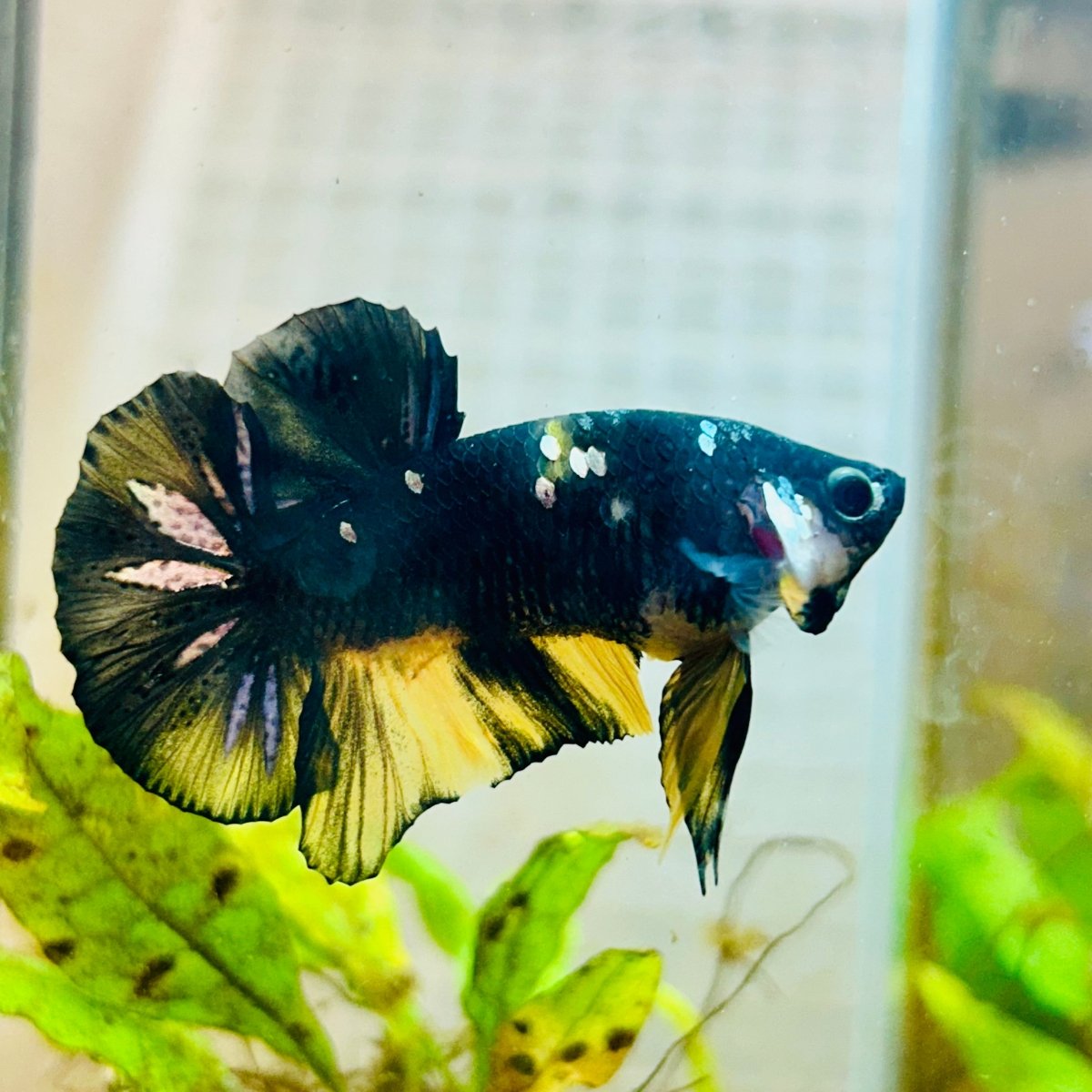 Plakat Bumble Bee Yellow Male Betta 060 Live Betta Fish Male betta