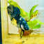 Plakat Bumble Bee Yellow Male Betta 060 Live Betta Fish Male betta