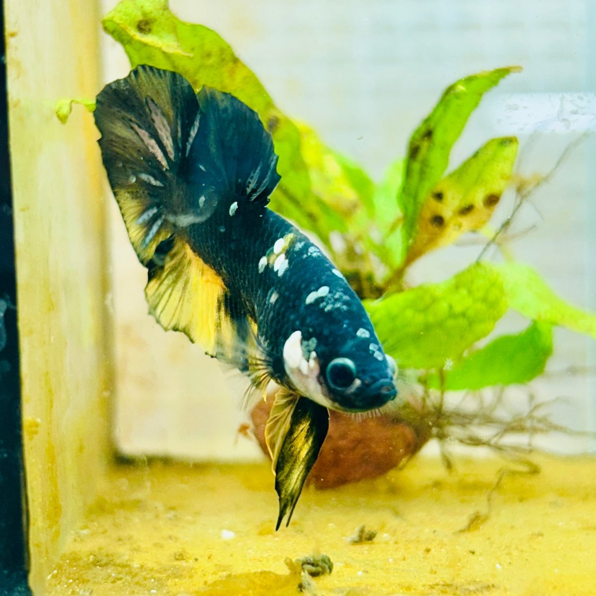 Plakat Bumble Bee Yellow Male Betta 060 Live Betta Fish Male betta