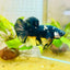 Plakat Bumble Bee Yellow Male Betta 060 Live Betta Fish Male betta