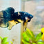 Plakat Bumble Bee Yellow Male Betta 060 Live Betta Fish Male betta