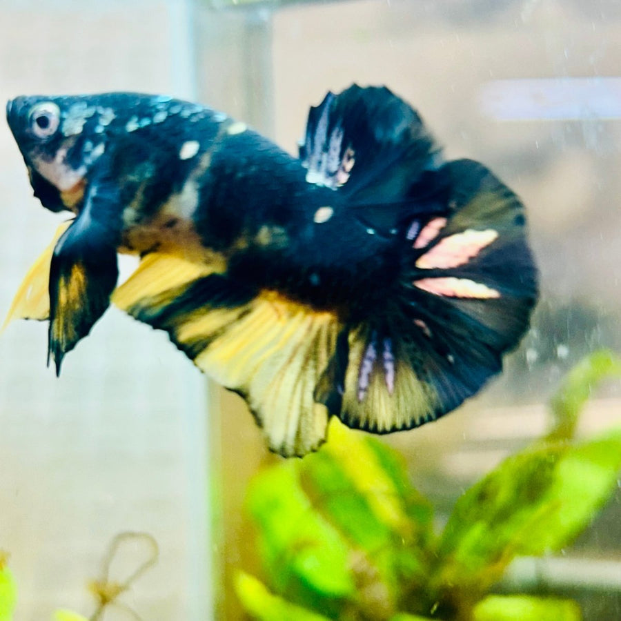 Plakat Bumble Bee Yellow Male Betta 060 Live Betta Fish Male betta