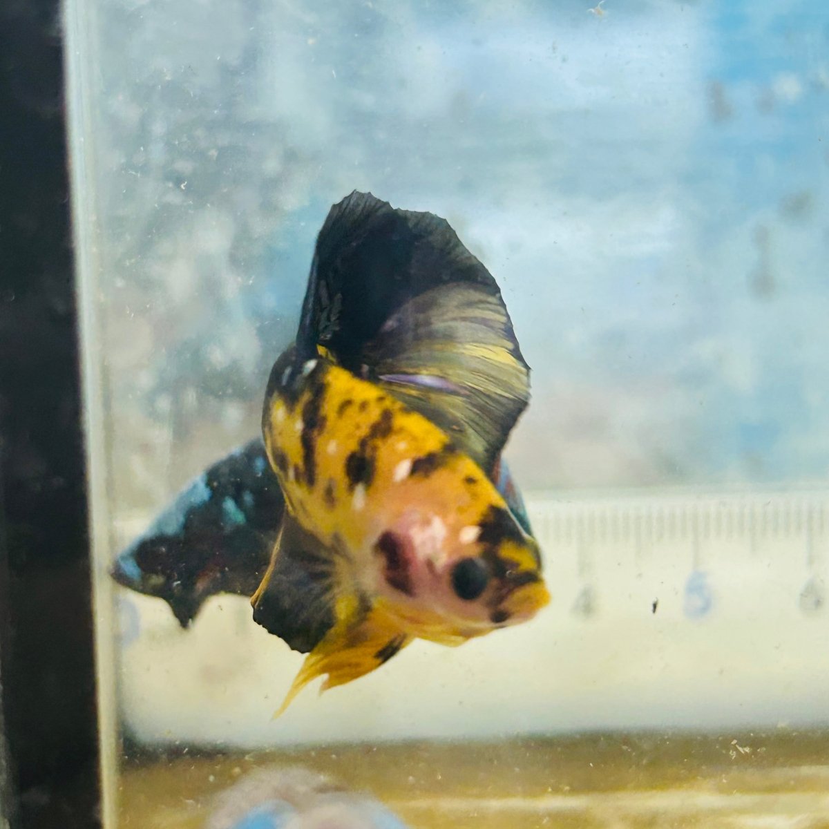 Plakat Bumble Bee Yellow Male Betta #075