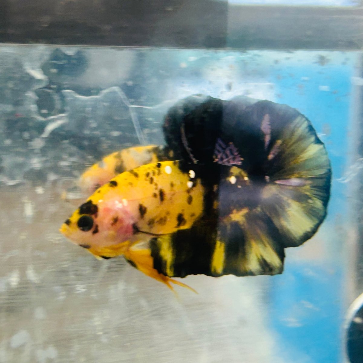 Plakat Bumble Bee Yellow Male Betta #075