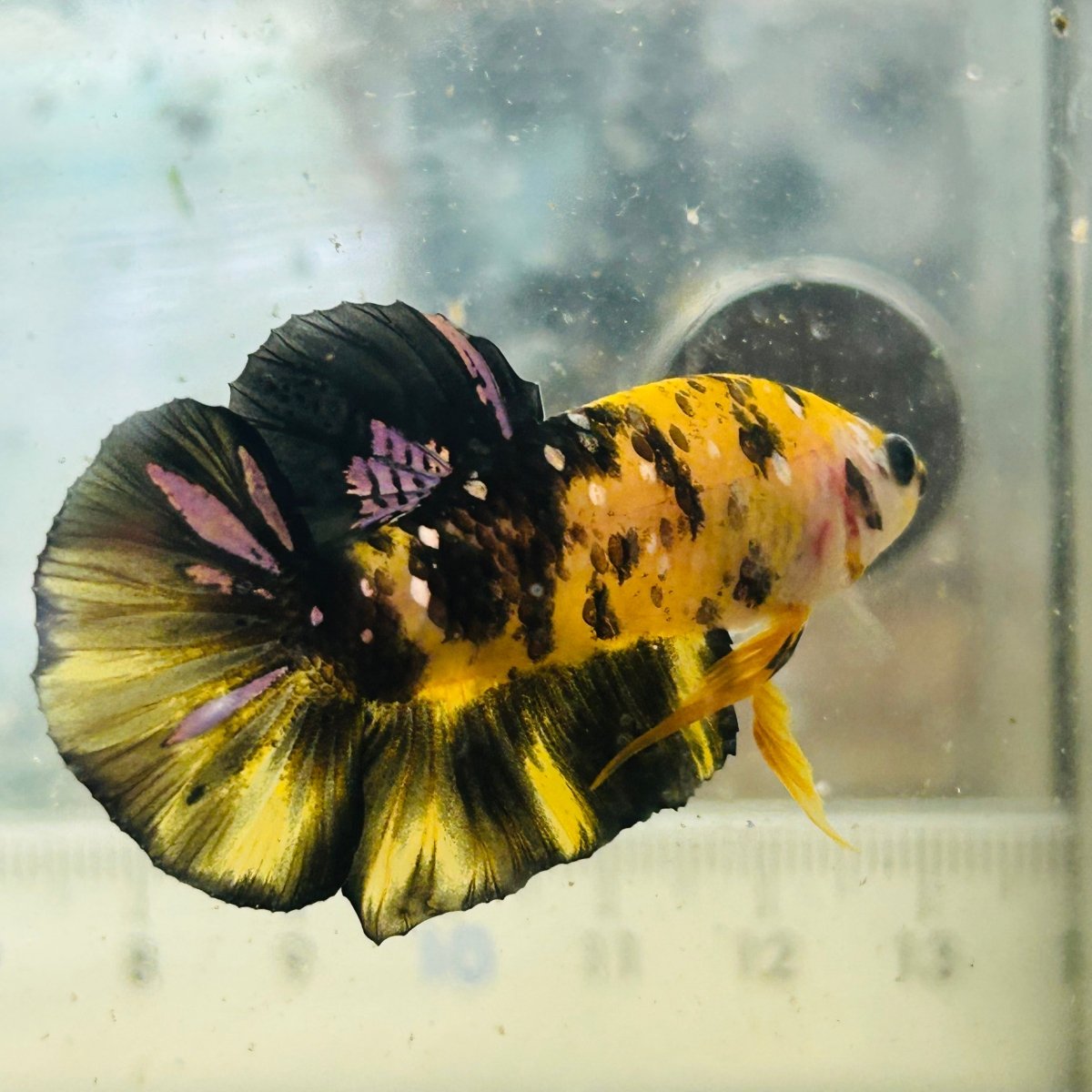Plakat Bumble Bee Yellow Male Betta #075