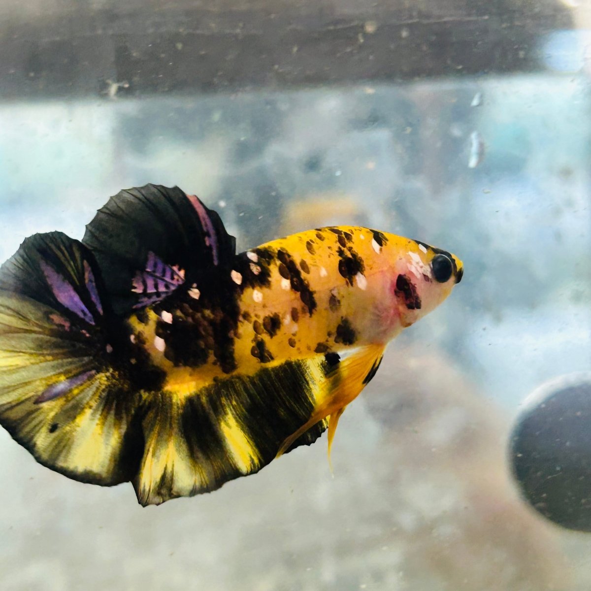 Plakat Bumble Bee Yellow Male Betta #075