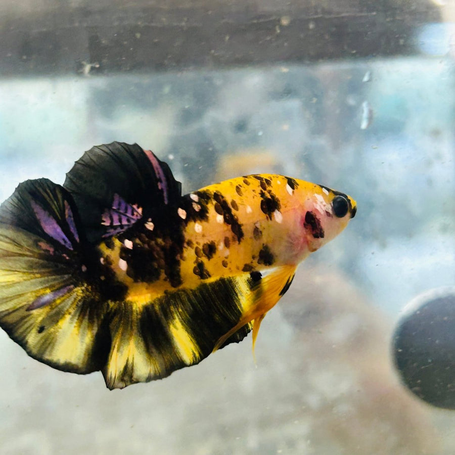 Plakat Bumble Bee Yellow Male Betta 075 Live Betta Fish Male betta