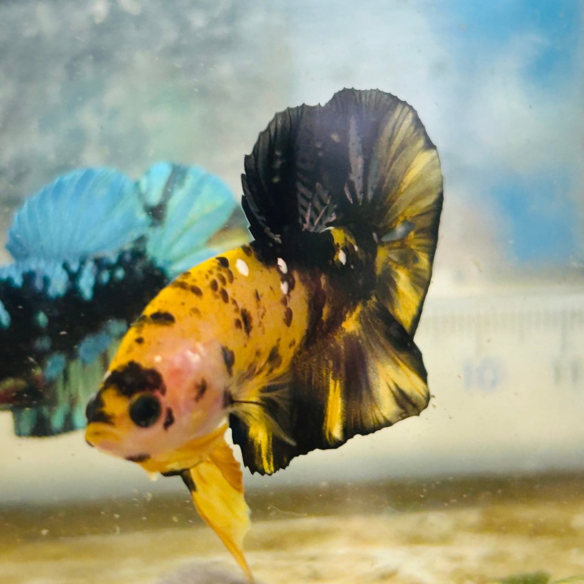 Plakat Bumble Bee Yellow Male Betta #075