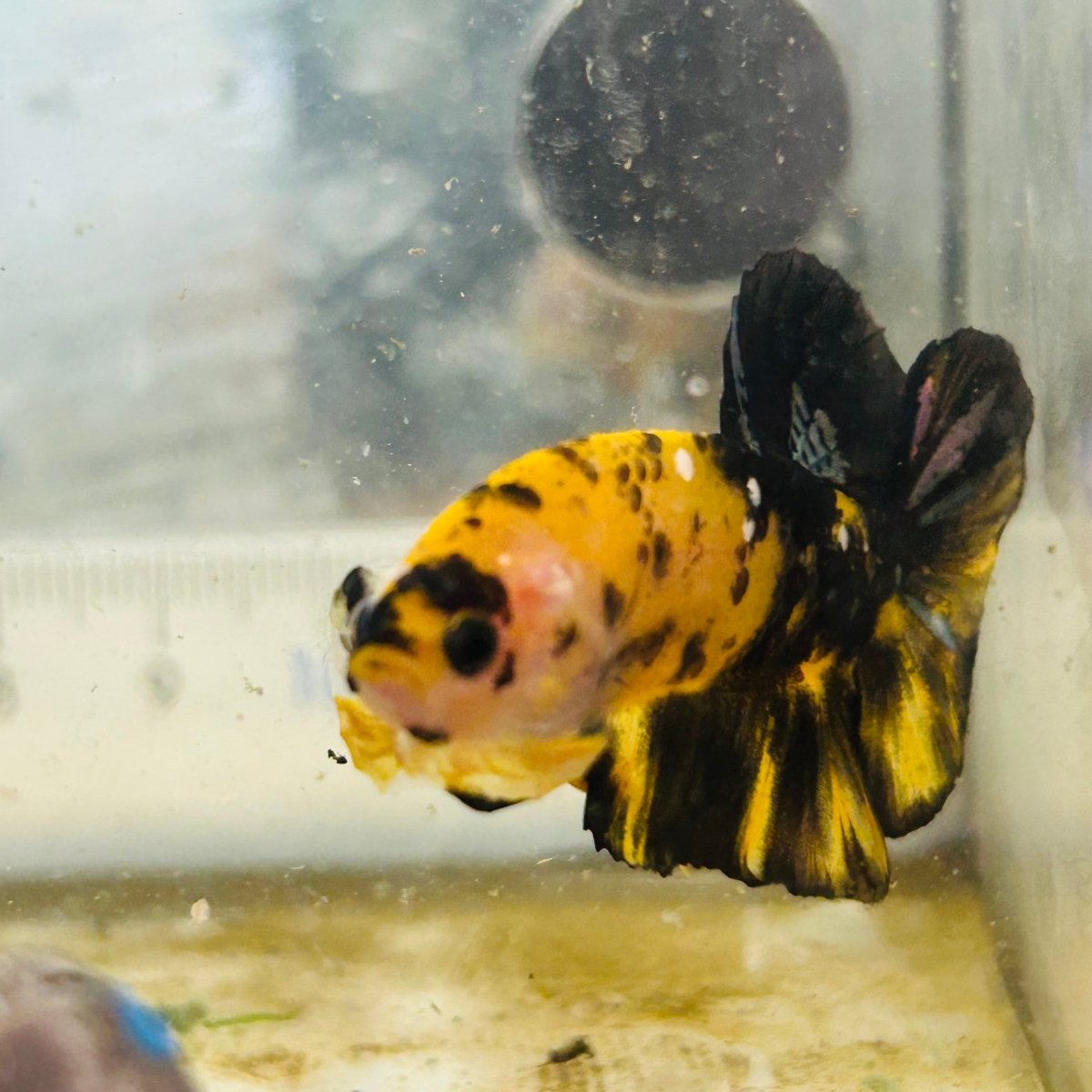 Plakat Bumble Bee Yellow Male Betta #075
