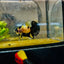 Plakat Bumble Bee Yellow Male Betta 080 Live Betta Fish Male betta