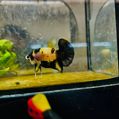 Plakat Bumble Bee Yellow Male Betta 080 Live Betta Fish Male betta