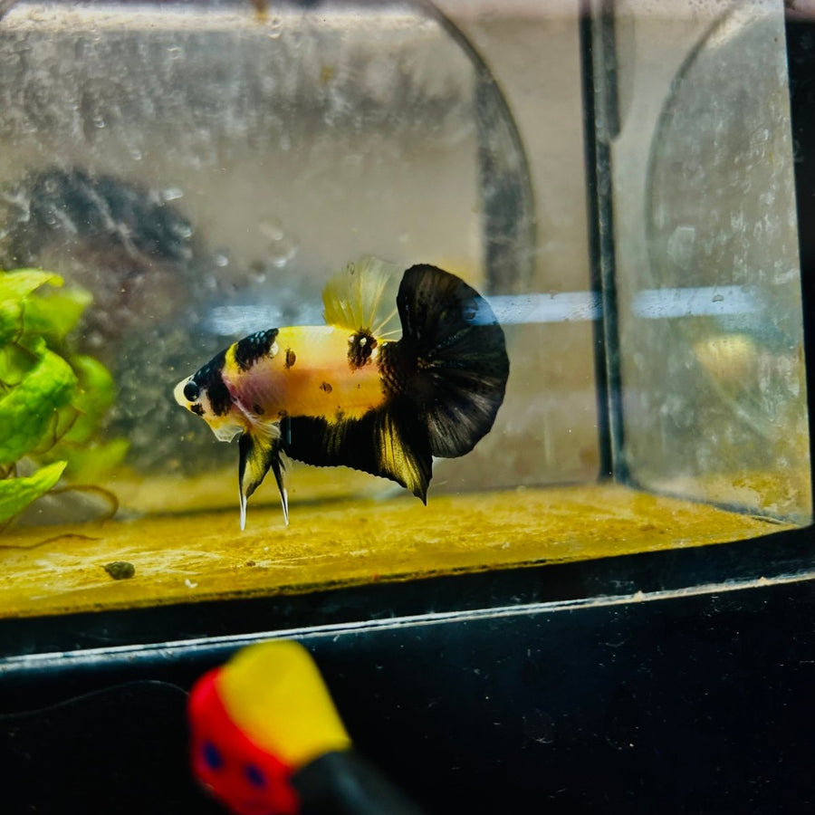 Plakat Bumble Bee Yellow Male Betta 080 Live Betta Fish Male betta