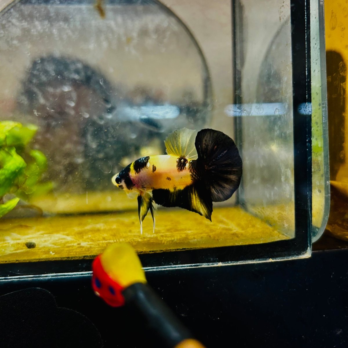 Plakat Bumble Bee Yellow Male Betta 080 Live Betta Fish Male betta