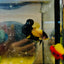 Plakat Bumble Bee Yellow Male Betta 080 Live Betta Fish Male betta