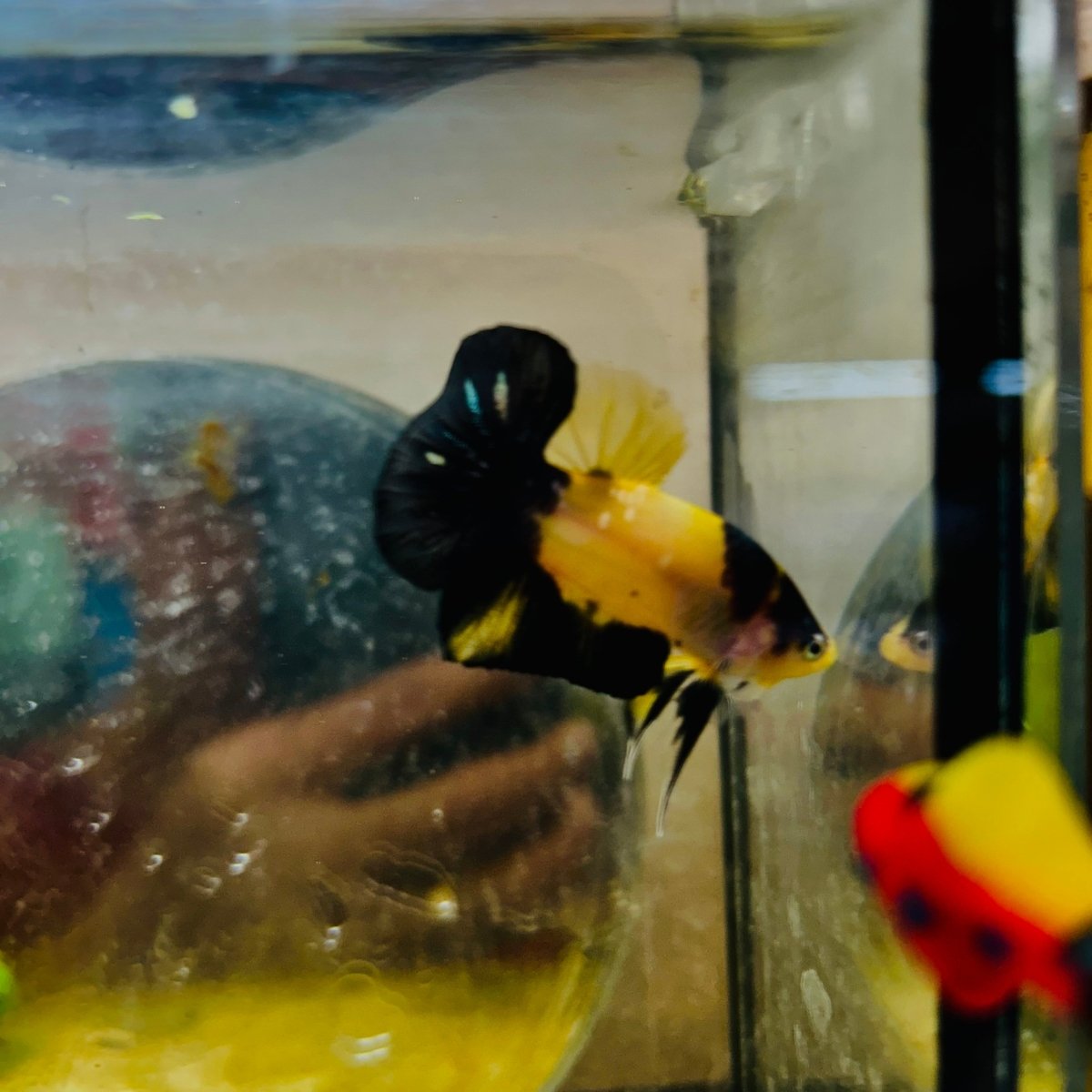 Plakat Bumble Bee Yellow Male Betta 080 Live Betta Fish Male betta