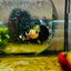 Plakat Bumble Bee Yellow Male Betta 080 Live Betta Fish Male betta