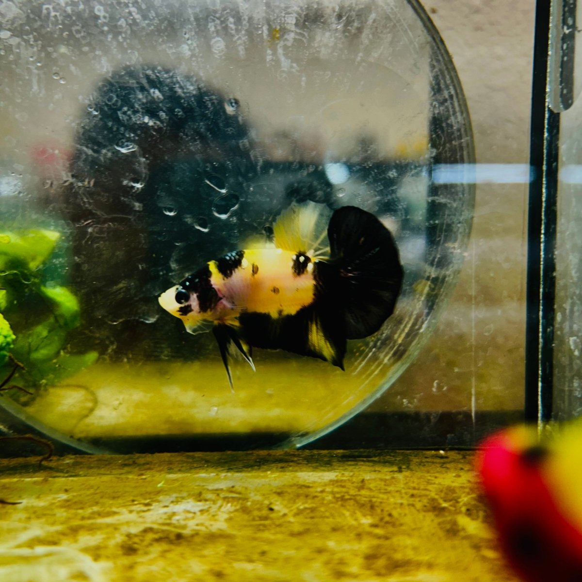 Plakat Bumble Bee Yellow Male Betta 080 Live Betta Fish Male betta