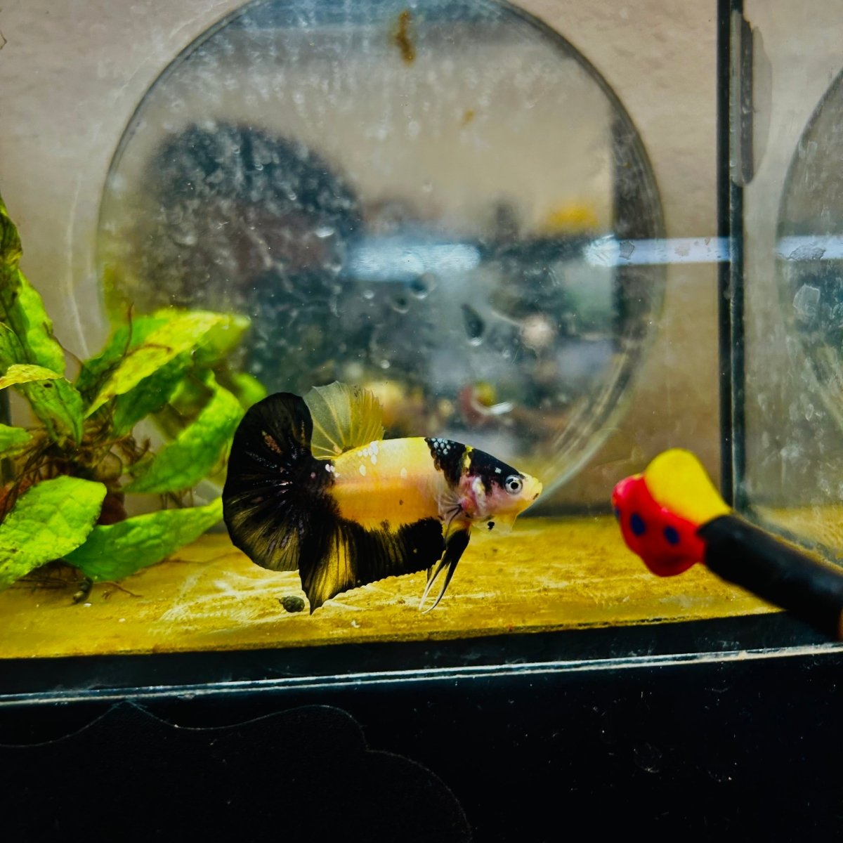 Plakat Bumble Bee Yellow Male Betta 080 Live Betta Fish Male betta