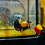 Plakat Bumble Bee Yellow Male Betta 080 Live Betta Fish Male betta