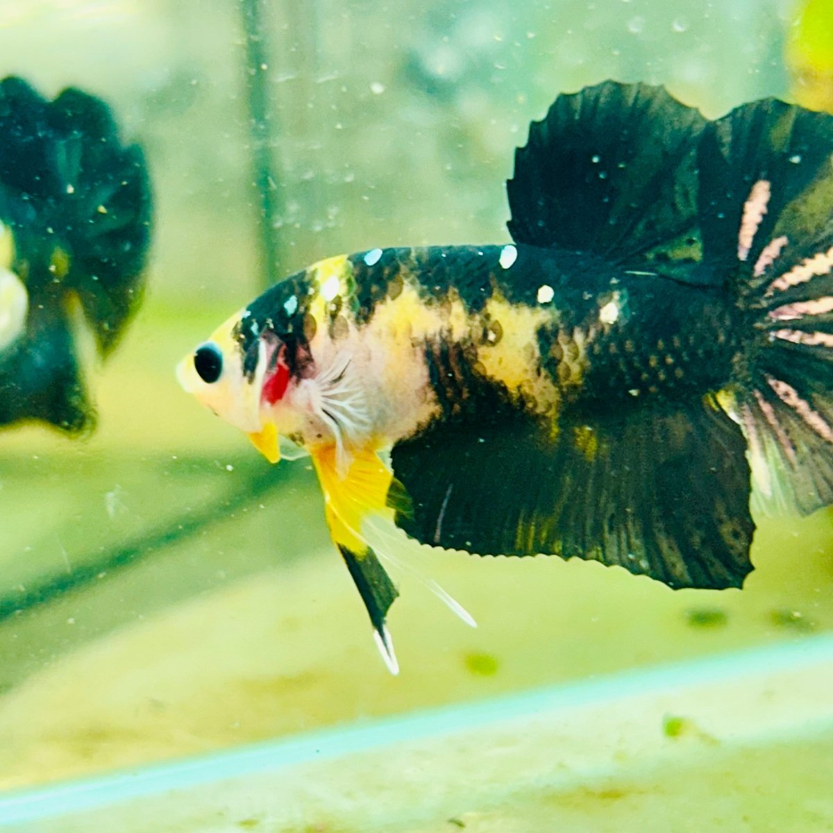 Plakat Bumble Bee Yellow Male Betta 099 Live Betta Fish Male betta