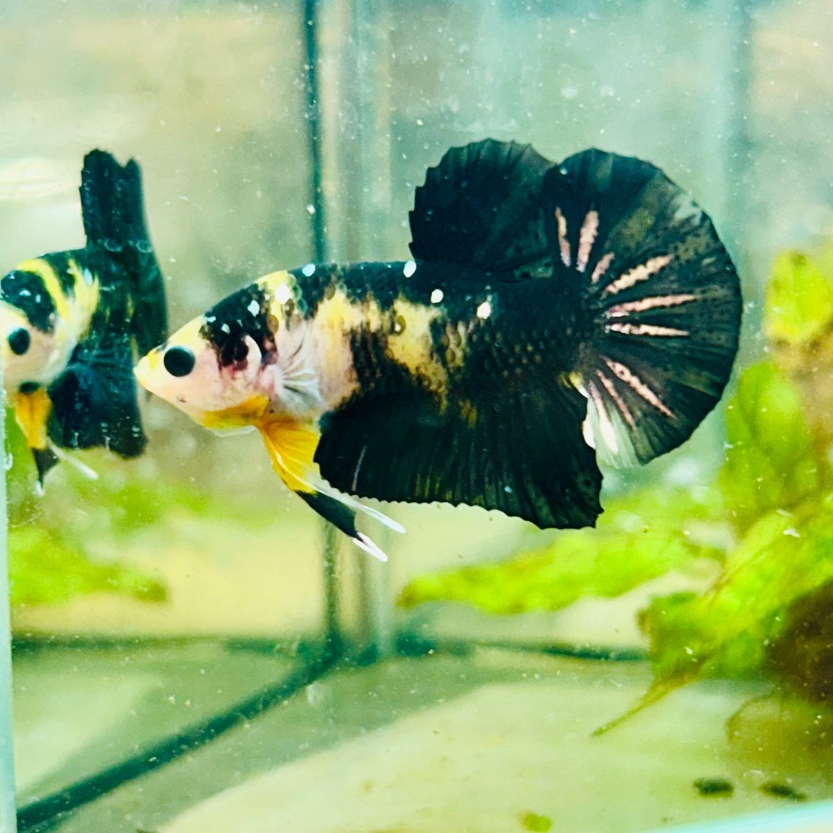 Plakat Bumble Bee Yellow Male Betta #099