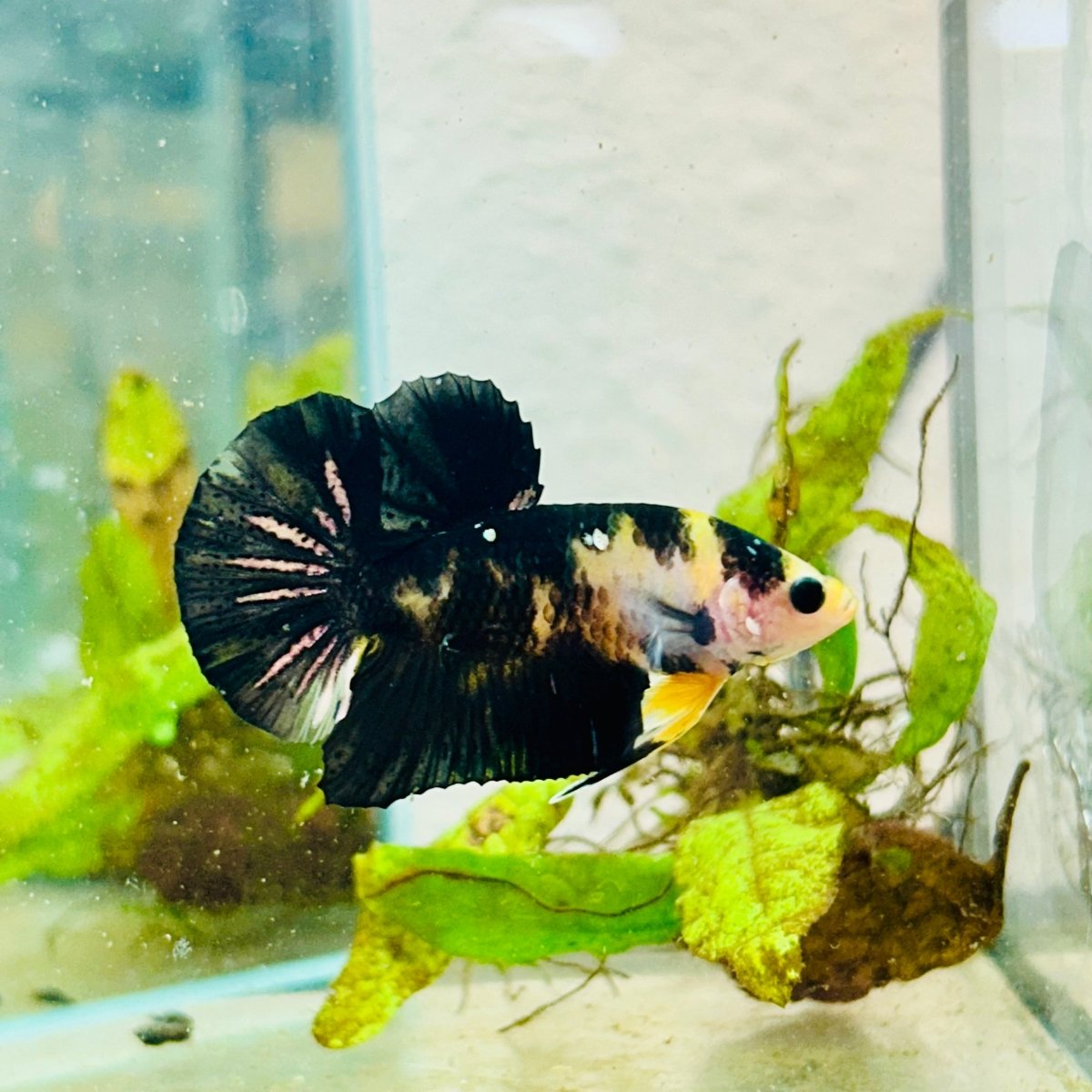 Plakat Bumble Bee Yellow Male Betta 099 Live Betta Fish Male betta
