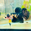 Plakat Bumble Bee Yellow Male Betta 099 Live Betta Fish Male betta