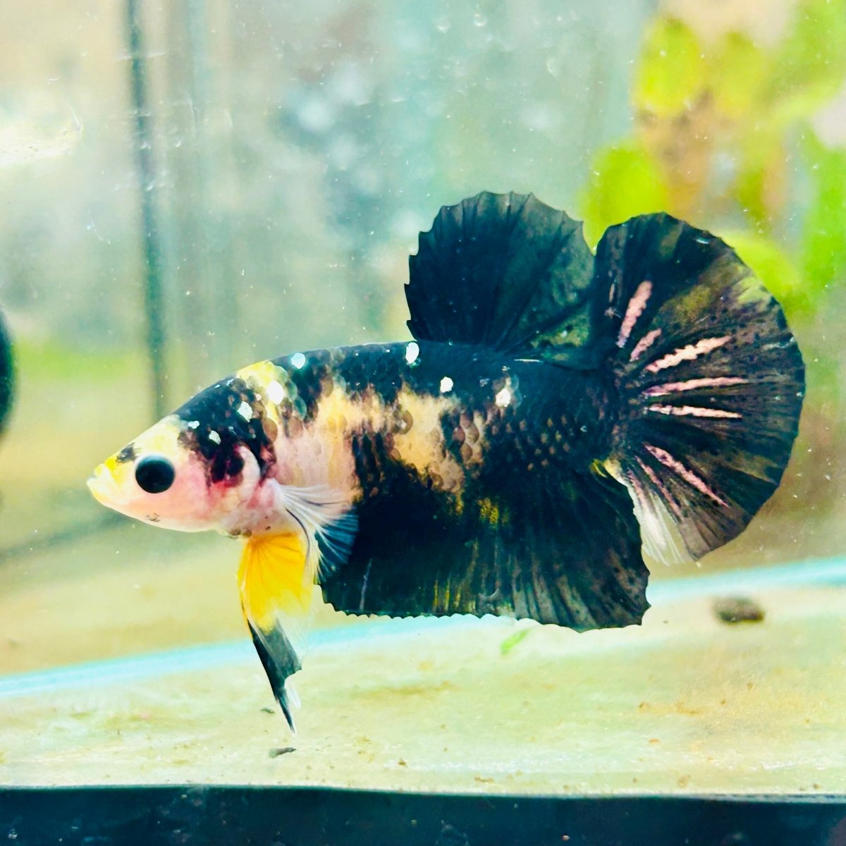 Plakat Bumble Bee Yellow Male Betta #099