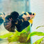 Plakat Bumble Bee Yellow Male Betta 099 Live Betta Fish Male betta