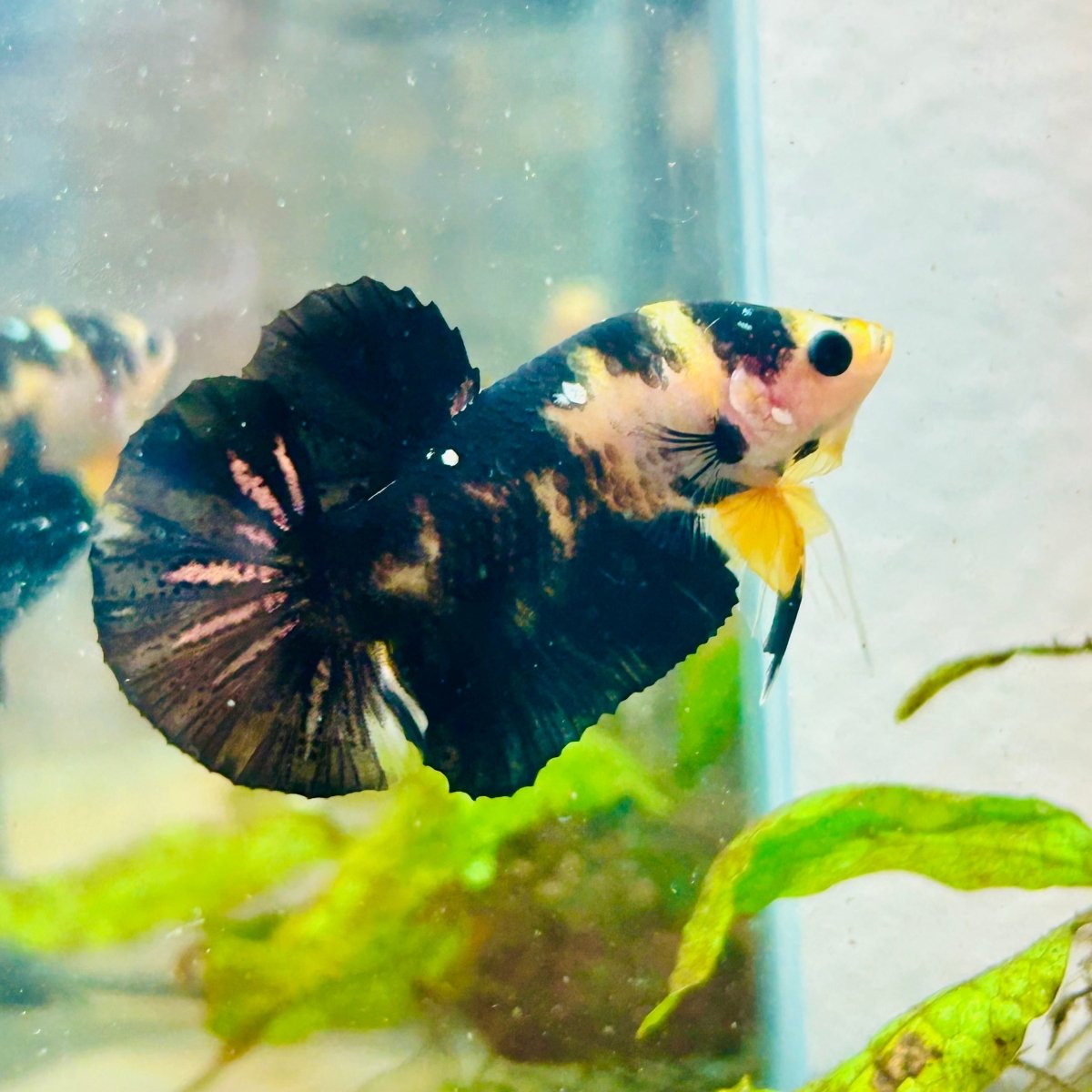 Plakat Bumble Bee Yellow Male Betta 099 Live Betta Fish Male betta