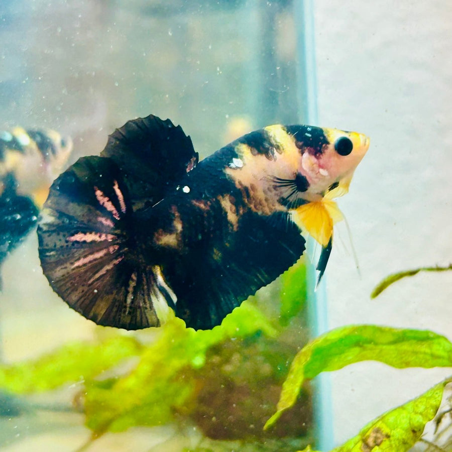 Plakat Bumble Bee Yellow Male Betta 099 Live Betta Fish Male betta