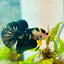 Plakat Bumble Bee Yellow Male Betta 099 Live Betta Fish Male betta