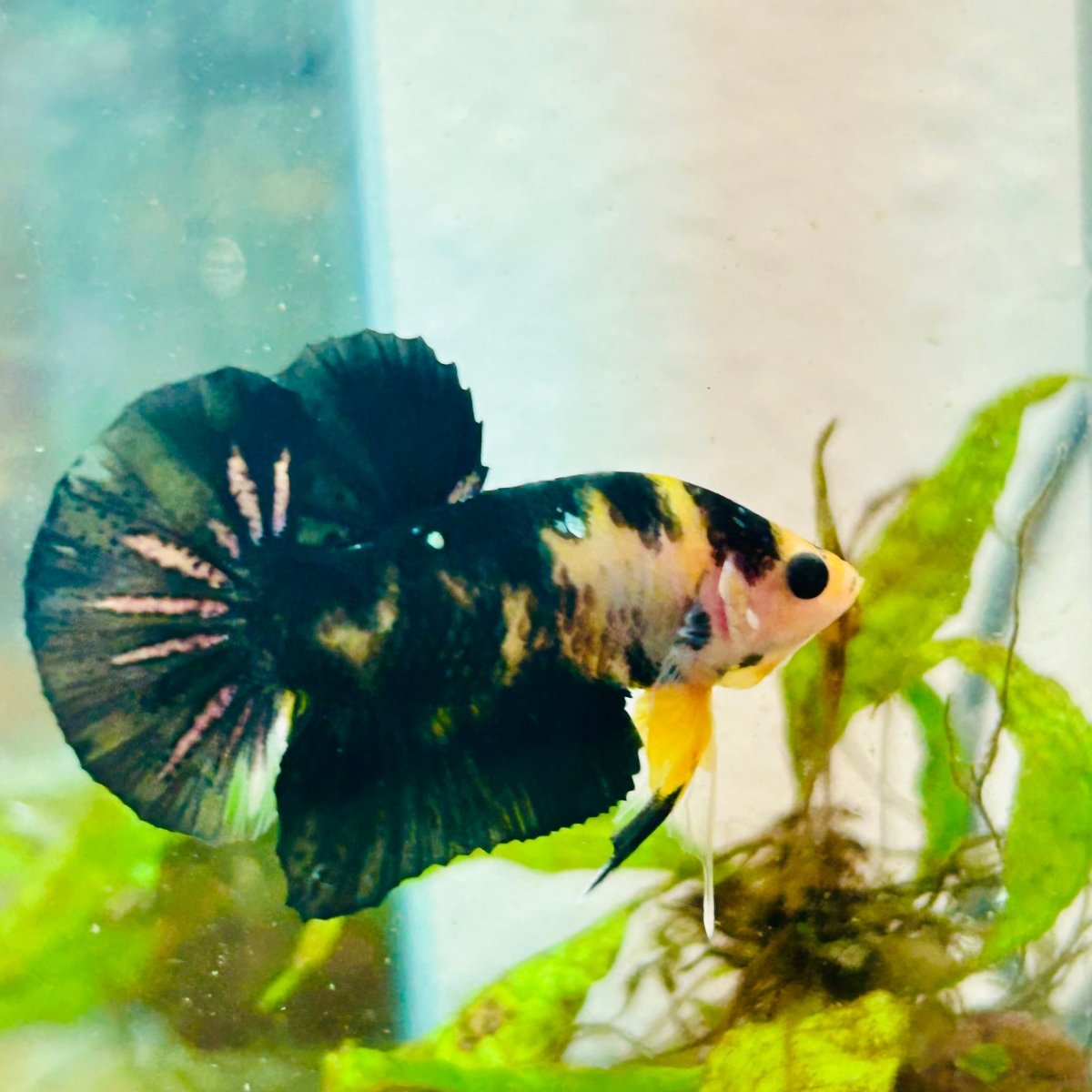 Plakat Bumble Bee Yellow Male Betta 099 Live Betta Fish Male betta