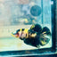 Plakat Bumble Bee Yellow Male Betta 105 Live Betta Fish Male betta