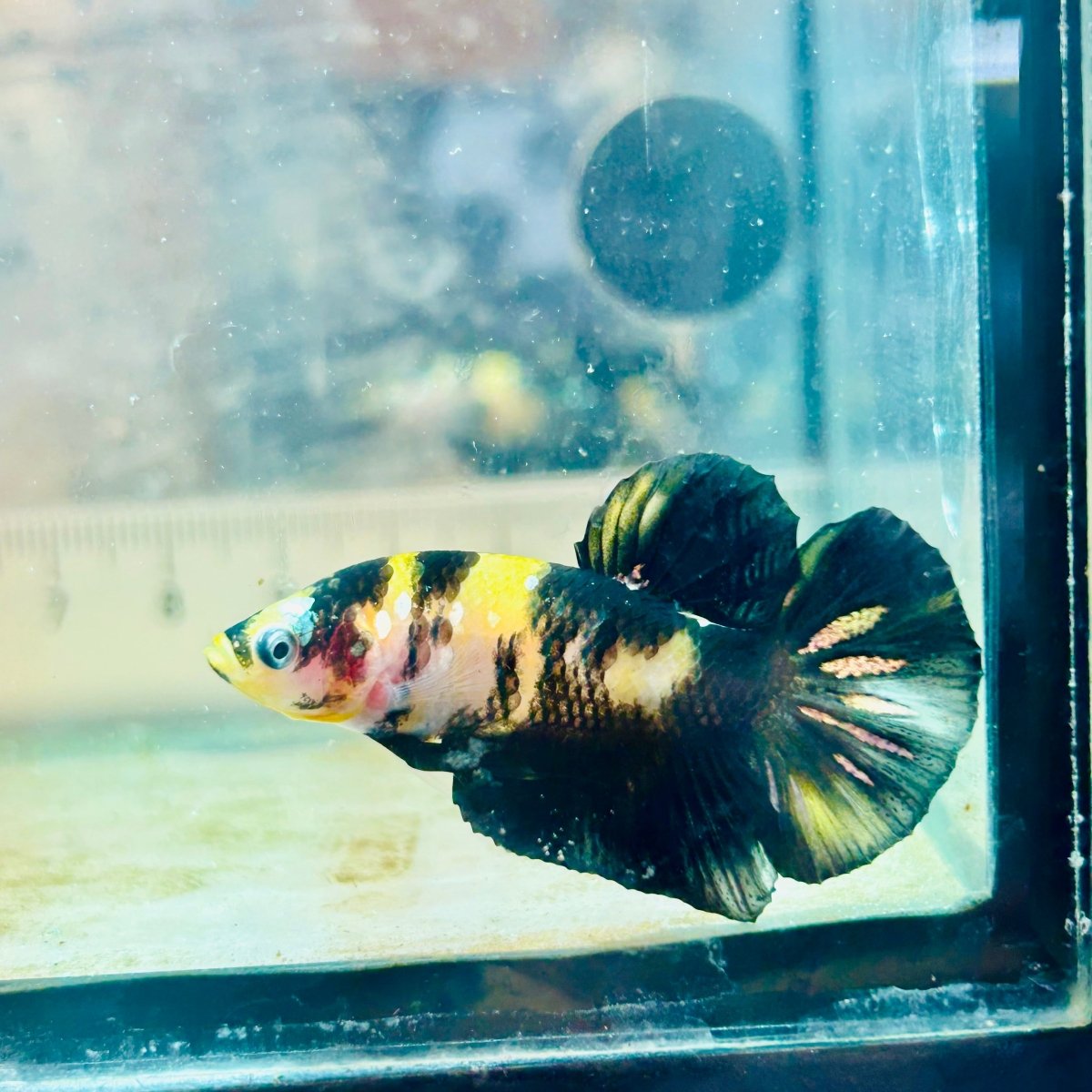 Plakat Bumble Bee Yellow Male Betta #105