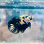 Plakat Bumble Bee Yellow Male Betta 105 Live Betta Fish Male betta