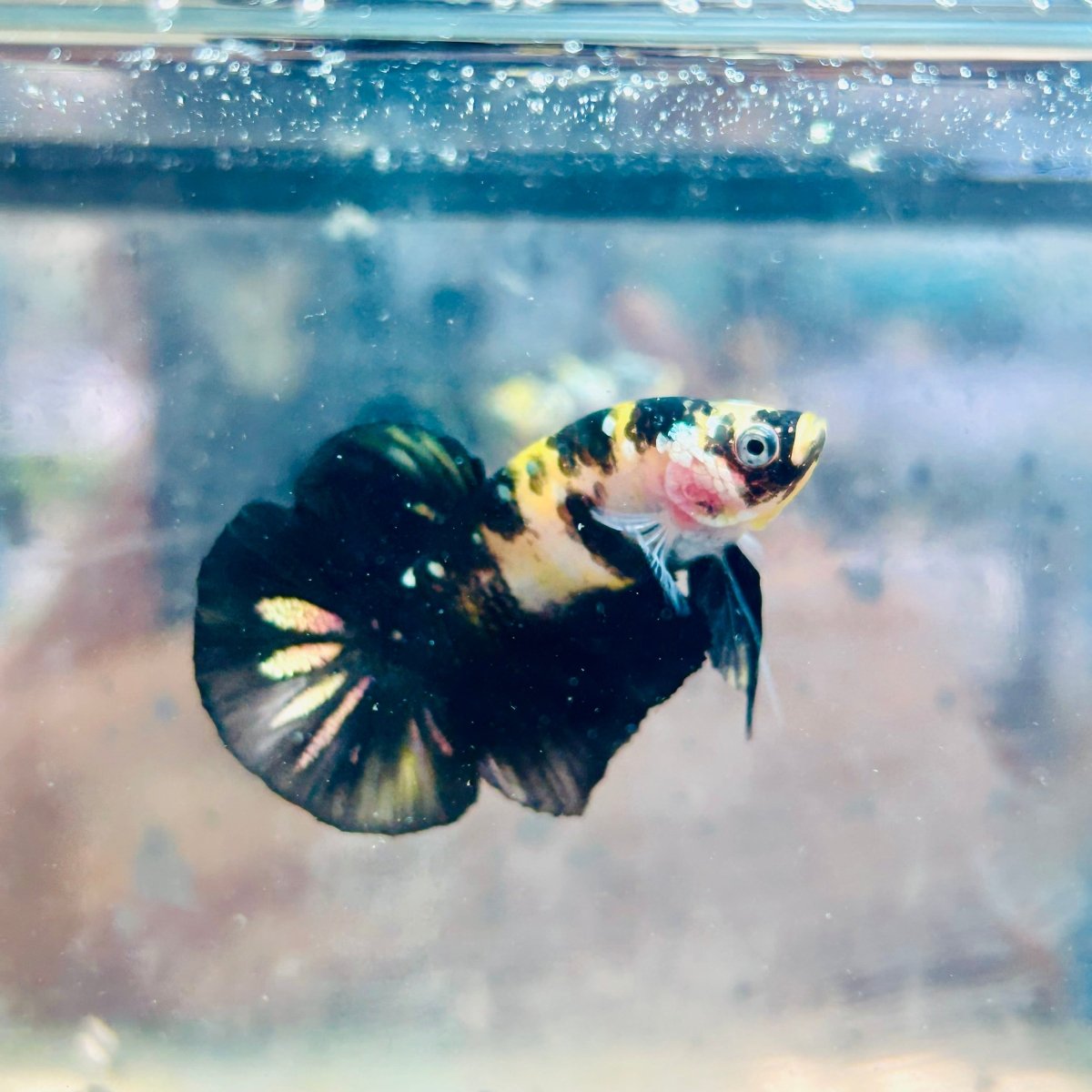 Plakat Bumble Bee Yellow Male Betta 105 Live Betta Fish Male betta