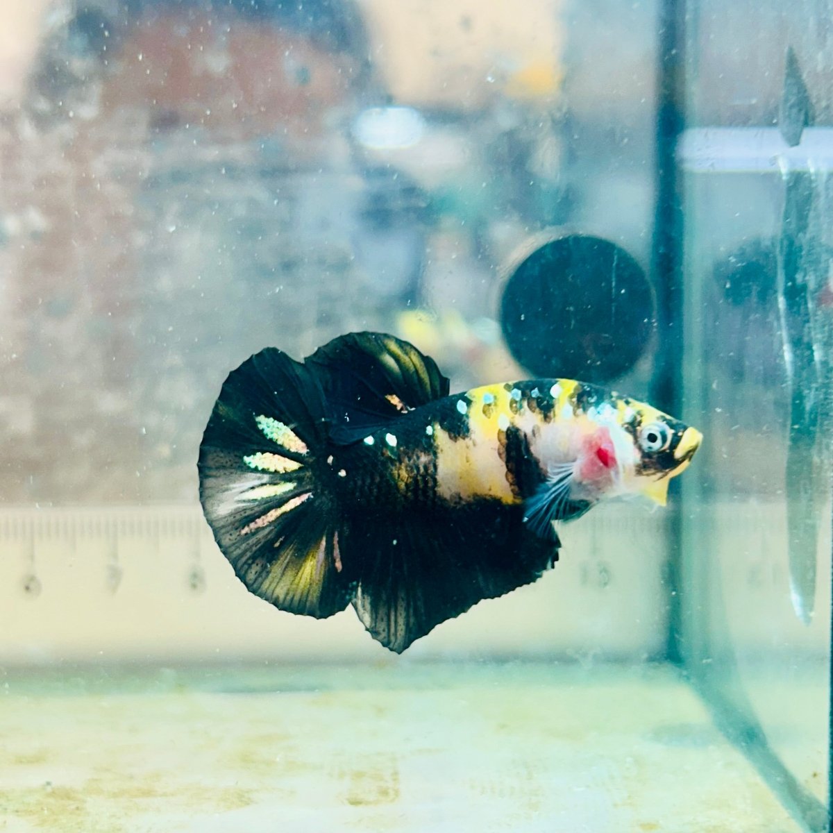 Plakat Bumble Bee Yellow Male Betta 105 Live Betta Fish Male betta