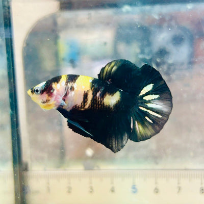 Plakat Bumble Bee Yellow Male Betta 105 Live Betta Fish Male betta