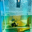 Plakat Bumble Bee Yellow Male Betta 139 Live Betta Fish Male betta