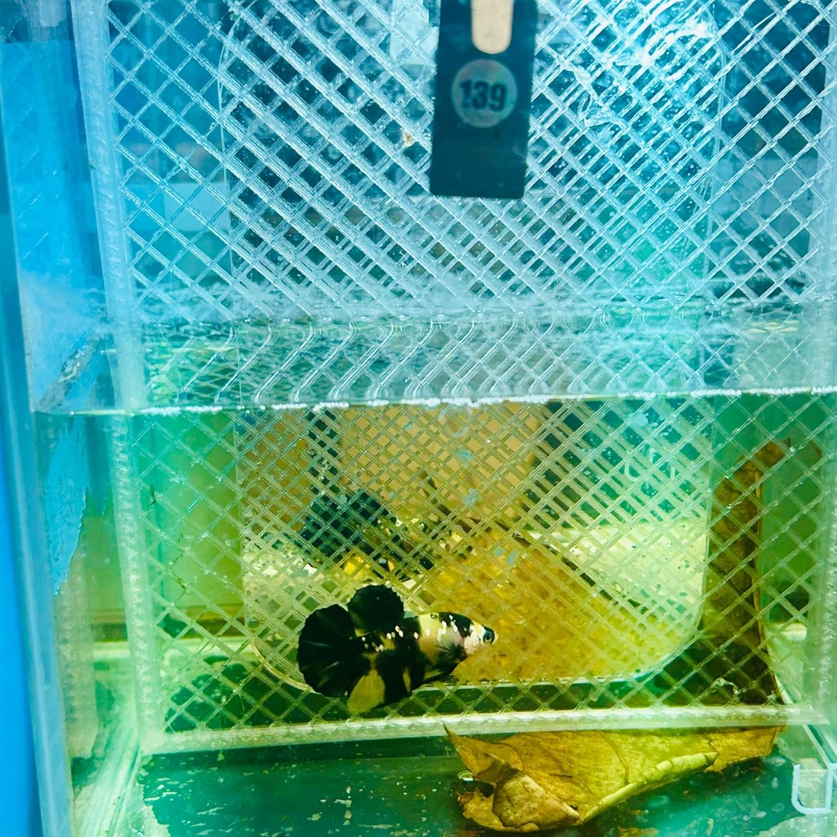 Plakat Bumble Bee Yellow Male Betta 139 Live Betta Fish Male betta