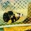 Plakat Bumble Bee Yellow Male Betta 139 Live Betta Fish Male betta